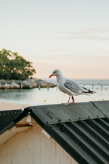 seagull on the roof of a beach hut at sunset