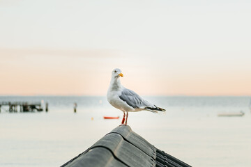 seagull on the roof of a beach hut at sunset