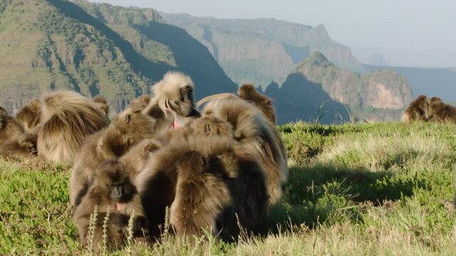 Gelada monkeys close together with one shouting, Ethiopia