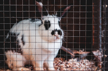 rabbit in a cage on a farm