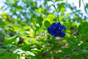 Blue-purple flowers on the wood, Butterfly pea or Blue pea.