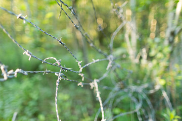 Stacheldraht im Wald