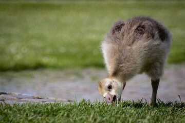 close-up of one gosling eating grass