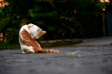 cute domestic cats the color are orange and white