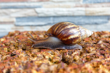 snail was crawling slowly on the red rock.
