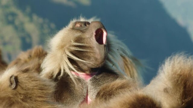 Gelada monkeys close together with one shouting, Ethiopia