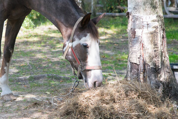 the horse eat the dry grass, in the fresh air