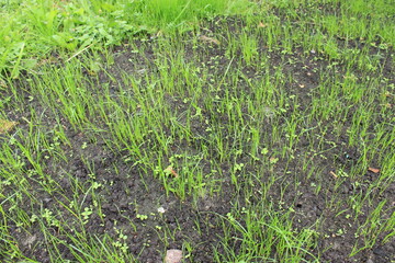 New green grass on the lawn. Russia.