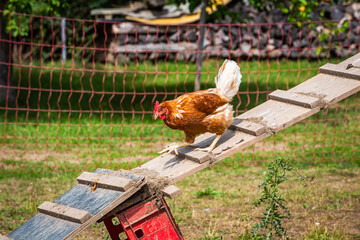 Fototapeta premium Huhn läuft Hühnerleiter hinunter