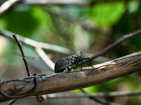 Spotted Lantern Fly on a vine in Southeastern Pennsylvania - August 2020