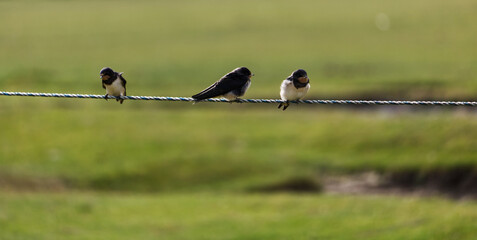 three swallows sitting on a line
