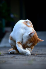 cute domestic cats the color are orange and white