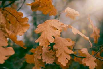 Oak leaves in autumn park. Fall concept.