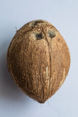 Coconut