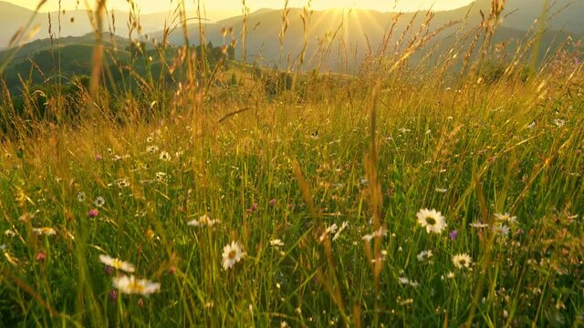 Camera moves through flowers and grasses along a beautiful summer meadow in the mountains. the sun sets behind the mountain and illuminates the green hills and meadows. High qaulity gimbal shot