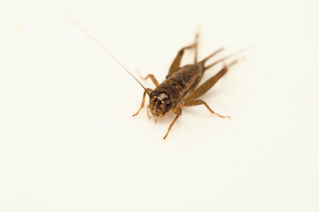 Cricket Insect