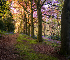 A woodland trail in Yorkshire with Bluebells growing.