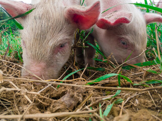 Newborn piglets in the meadow. Organic piggies on the organic rural  farm. Squeakers graze grass and plow the ground. Pigs in the pasture. © slobodan