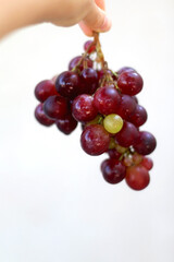 Unrecognizable person holding grapes. Selective focus, white background.