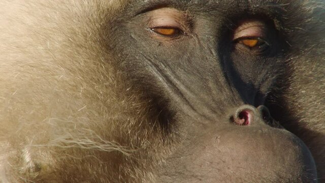 Gelada monkey looking tired, Ethiopia