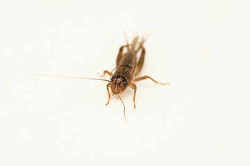 Cricket Insect