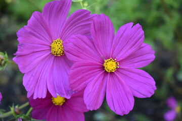 
Purple cosmos flowers