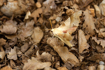 Papillon camouflage