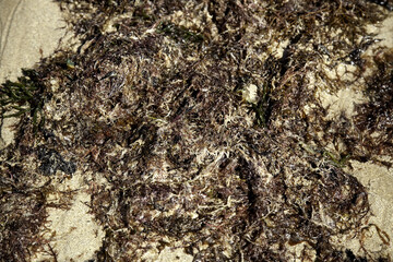 Seaweed on beach sand