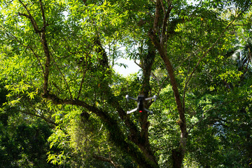 Fototapeta premium Wonderful low angle shot of trees in a tropical forest with blurry motion drone.