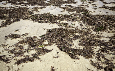 Seaweed on beach sand