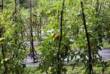Organic tomato plantation