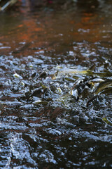 Kelah Fish at Kenyir Lake Kelah Sanctuary near Hulu Terengganu, Malaysia.