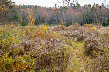 Lush Fall foliage in northern New England. - 376939772