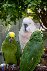 Green and White in Bird Market, Hong Kong.