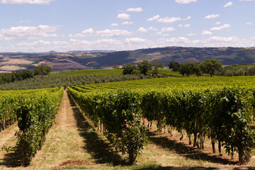 Fototapeta na wymiar The vineyards of Montalcino in Tuscany, Italy