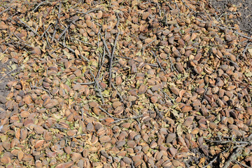 Fresh picked Dry Almonds with shell. Background image.