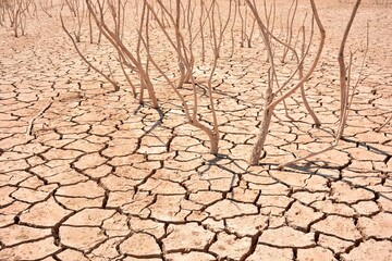 Grietas en suelo y plantas secas debido a la sequía