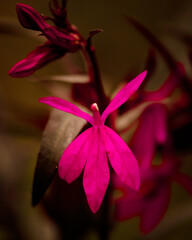 vibrant pink fuchia flowers 