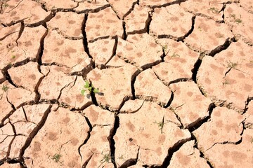 Grietas en suelo debido a la sequía, y un pequeño brote verde