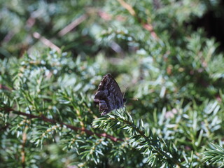 little brown butterfly in the garden