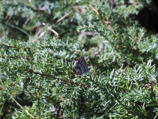little brown butterfly in the garden