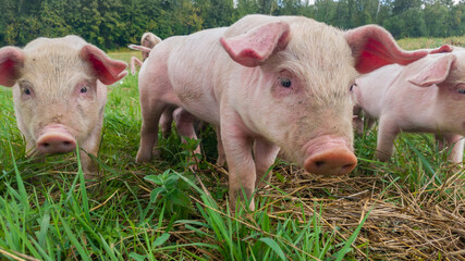 Newborn piglets in the meadow. Organic piggies on the organic rural  farm. Squeakers graze grass and plow the ground. Pigs in the pasture. © slobodan