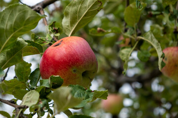 фзздуы fruit on tree