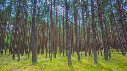 Green sunny summer forest with pine trees