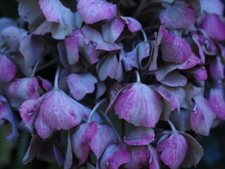 dry purple flower background