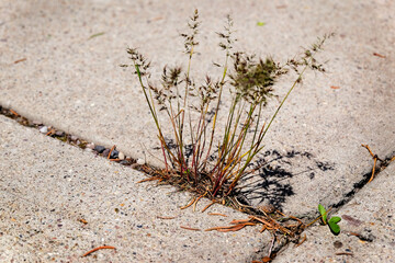 Weeds Growing in Crack in Cement