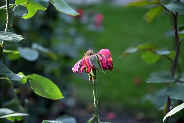 Fading rose with the last petals on the garden background macro