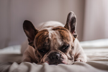 Thomas Shelby THE DOG