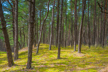 Fototapeta premium Green sunny summer forest with pine trees