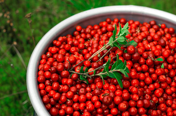 Red forest berry. Wild berry.
